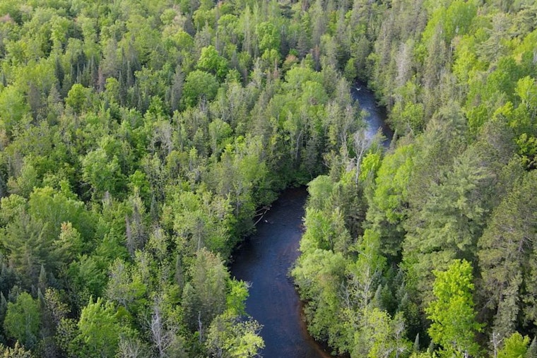 Wisconsin Celebrates Forest Appreciation Week with Ambitious Tree Planting Initiatives and Educational Outreach