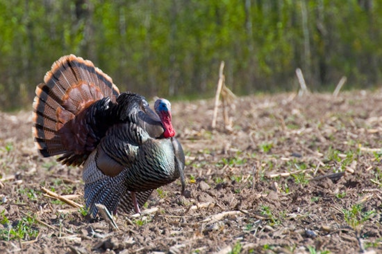 Wisconsin DNR Announces 2025 Spring Turkey Hunting Season Dates and Rules