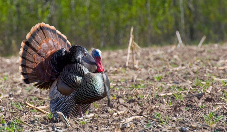 Wisconsin DNR Announces 2025 Spring Turkey Hunting Season Dates and