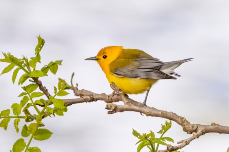 Wisconsin DNR Calls on Bird Watchers to Aid Migratory Species During Spring Migration