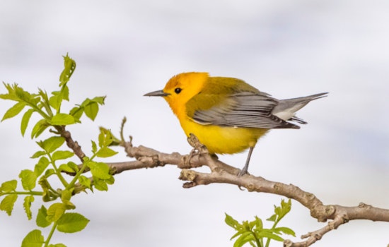 Wisconsin DNR Calls on Bird Watchers to Aid Migratory Species During Spring Migration