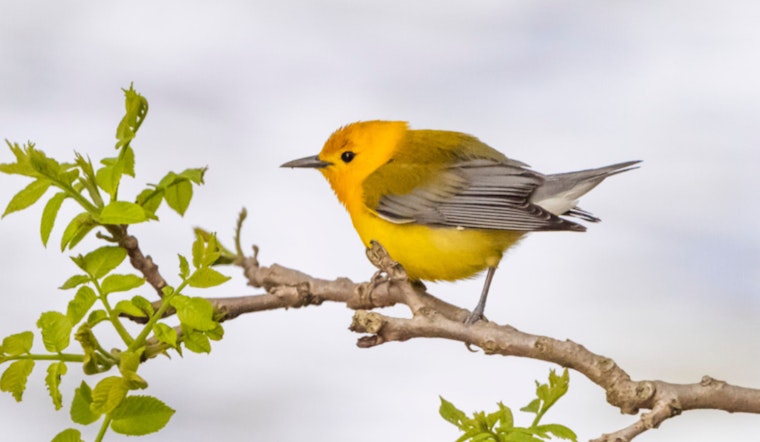 Wisconsin DNR Calls on Bird Watchers to Aid Migratory Species During Spring Migration