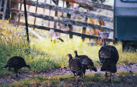 Wisconsin DNR Invites Under-16s for Early Bird Turkey Hunt April 12-13