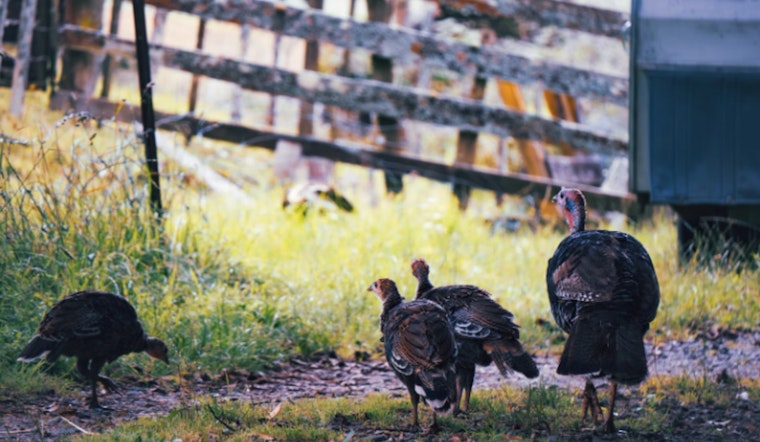 Wisconsin DNR Invites Under-16s for Early Bird Turkey Hunt April 12-13