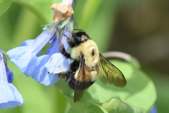 Wisconsin DNR Urges Taxpayers to Contribute to Endangered Resources Fund for Wildlife Conservation