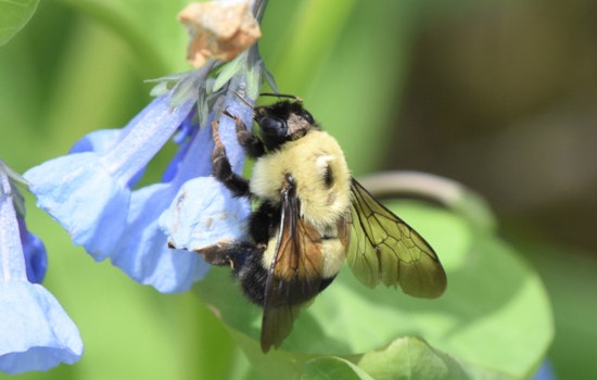 Wisconsin DNR Urges Taxpayers to Contribute to Endangered Resources Fund for Wildlife Conservation