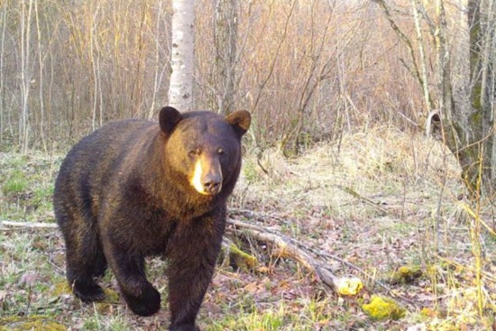 Wisconsin DNR Warns Residents to Stay Alert as Black Bears Emerge from Hibernation