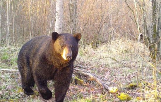 Wisconsin DNR Warns Residents to Stay Alert as Black Bears Emerge from Hibernation