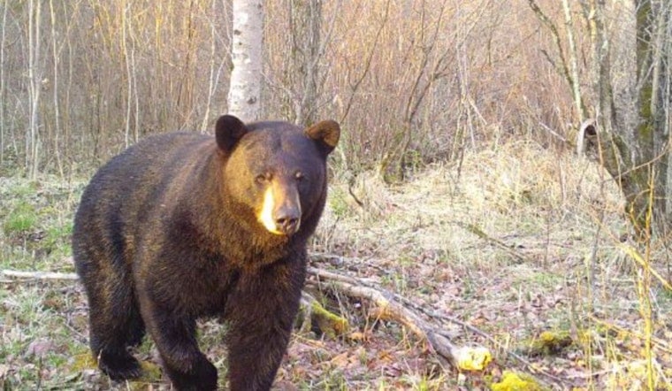 Wisconsin DNR Warns Residents to Stay Alert as Black Bears Emerge from Hibernation