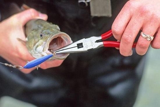 Wisconsin's New Fishing License Year Kicks Off, DNR Outlines Updated Regulations and Conservation Practices