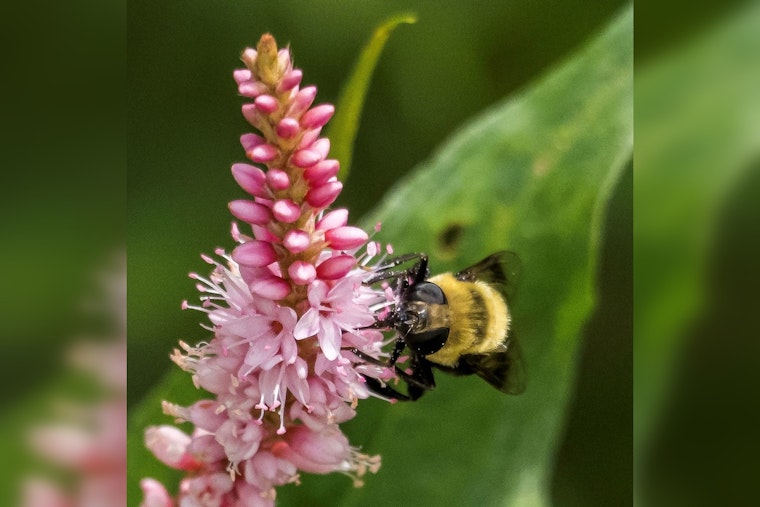 Woodbury Offers $400 Grants for Pollinator-Friendly Gardens, Residents Encouraged to Apply by May 15