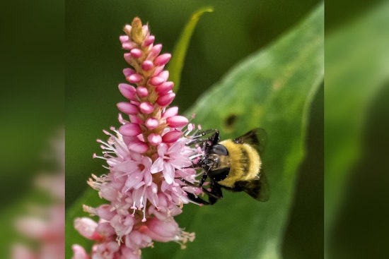 Woodbury Offers $400 Grants for Pollinator-Friendly Gardens, Residents Encouraged to Apply by May 15