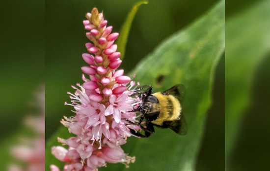Woodbury Offers $400 Grants for Pollinator-Friendly Gardens, Residents Encouraged to Apply by May 15