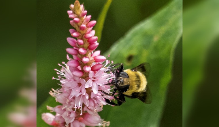 Woodbury Offers $400 Grants for Pollinator-Friendly Gardens, Residents Encouraged to Apply by May 15