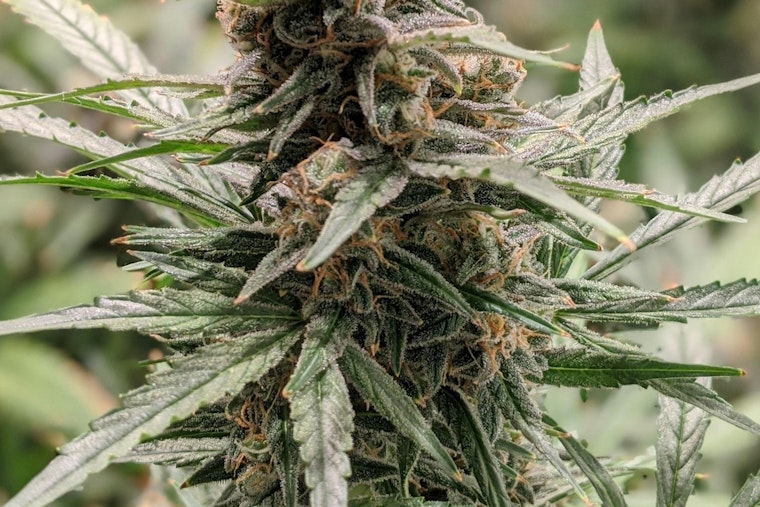 Wright County's Guide to Legal Cannabis Use at Summer Events, Tips from Minnesota's OCM