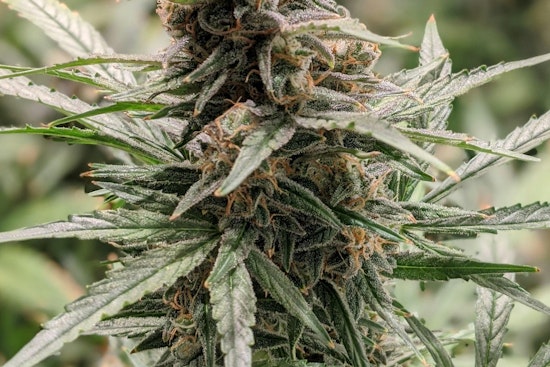 Wright County's Guide to Legal Cannabis Use at Summer Events, Tips from Minnesota's OCM