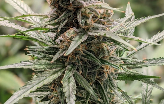 Wright County's Guide to Legal Cannabis Use at Summer Events, Tips from Minnesota's OCM
