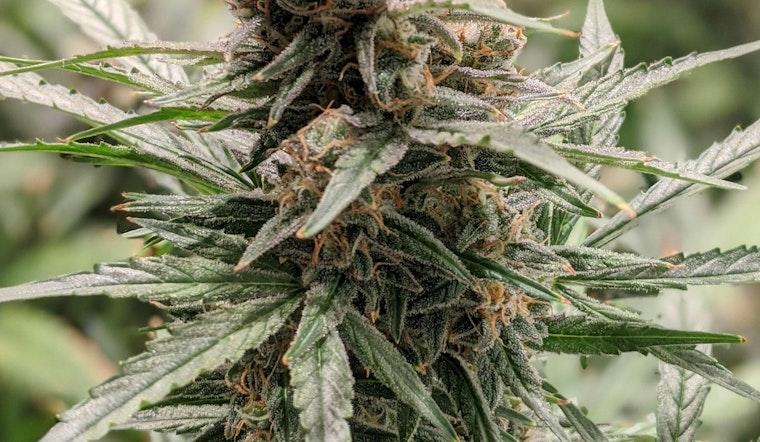 Wright County's Guide to Legal Cannabis Use at Summer Events, Tips from Minnesota's OCM