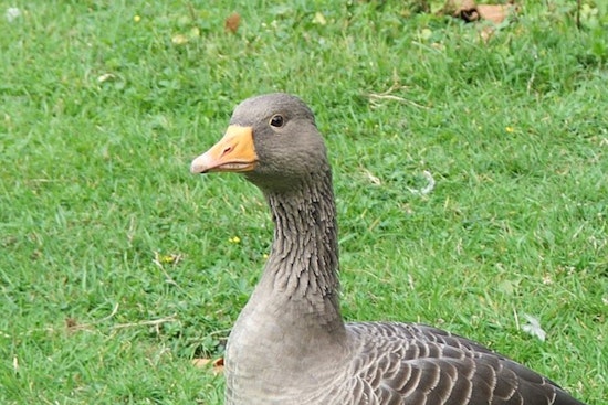 Wrigley Field's Viral "Wrigley Goose" Immortalized in Bobblehead Form by National Bobblehead Hall of Fame