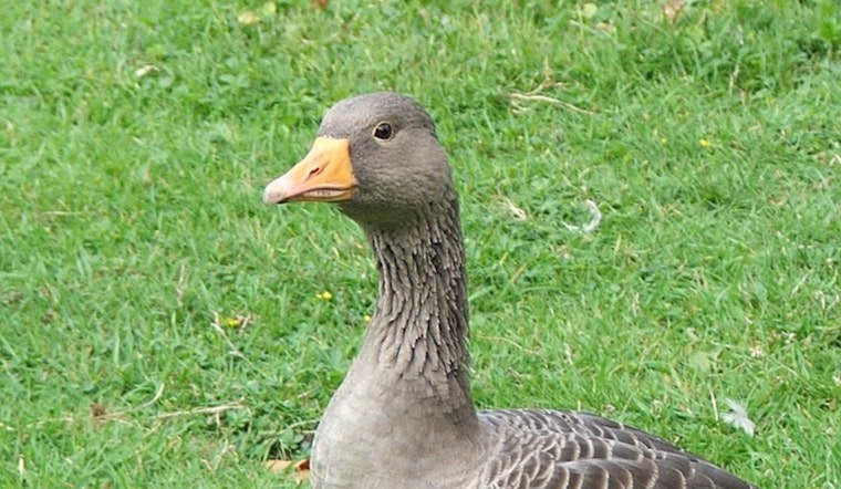 Wrigley Field's Viral "Wrigley Goose" Immortalized in Bobblehead Form by National Bobblehead Hall of Fame