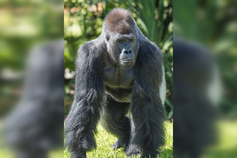 Zoo Miami Announces Temporary Exhibit Closures and Relocation of Gorillas Shango and Barney Amid Modernization Efforts