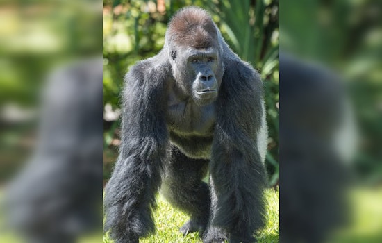 Zoo Miami Announces Temporary Exhibit Closures and Relocation of Gorillas Shango and Barney Amid Modernization Efforts