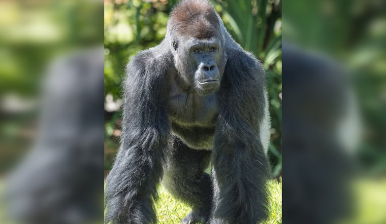 Zoo Miami Announces Temporary Exhibit Closures and Relocation of Gorillas Shango and Barney Amid Modernization Efforts