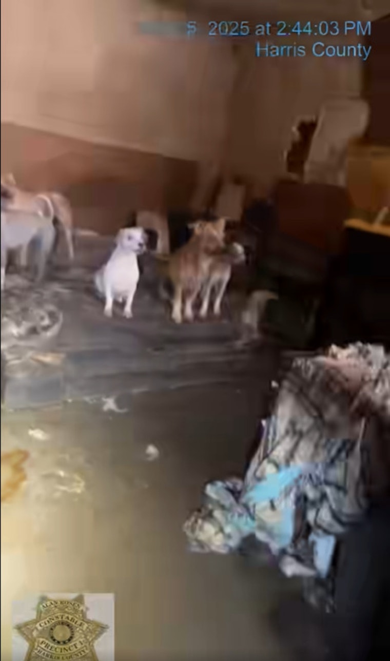 19 Malnourished Dogs Rescued from 'House of Horrors' in Katy; Owners Face Potential Charges