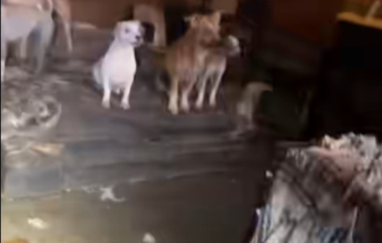 19 Malnourished Dogs Rescued from 'House of Horrors' in Katy; Owners Face Potential Charges