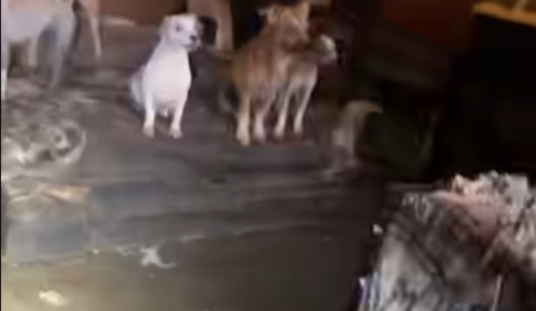 19 Malnourished Dogs Rescued from 'House of Horrors' in Katy; Owners Face Potential Charges
