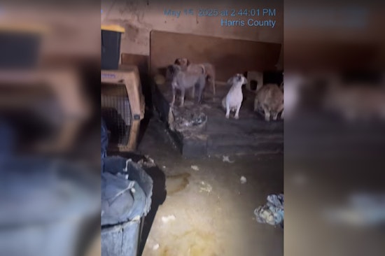 19 Neglected Dogs Rescued from Abandoned Katy Property as Owners Face Potential Charges