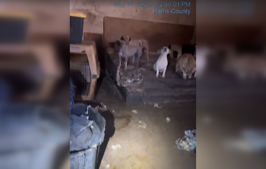 19 Neglected Dogs Rescued from Abandoned Katy Property as Owners Face Potential Charges