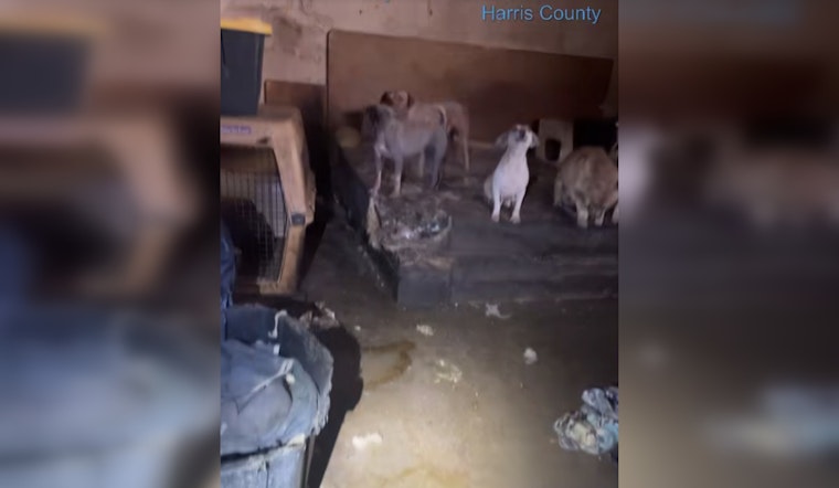 19 Neglected Dogs Rescued from Abandoned Katy Property as Owners Face Potential Charges