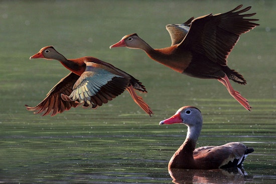2025-26 Louisiana Waterfowl Conservation Stamp Release Faces Delays but Online Purchases Still Available June 1st
