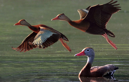 2025-26 Louisiana Waterfowl Conservation Stamp Release Faces Delays but Online Purchases Still Available June 1st