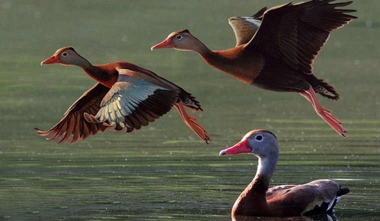 2025-26 Louisiana Waterfowl Conservation Stamp Release Faces Delays but Online Purchases Still Available June 1st