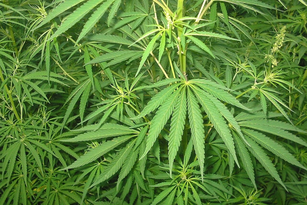 Arizona Enacts Law to Prevent Marijuana Marketing to Minors, Championed by Rep. Selina Bliss