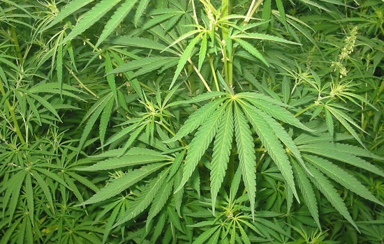 Arizona Enacts Law to Prevent Marijuana Marketing to Minors, Championed by Rep. Selina Bliss