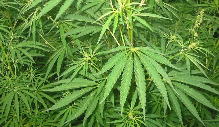 Arizona Enacts Law to Prevent Marijuana Marketing to Minors, Championed by Rep. Selina Bliss