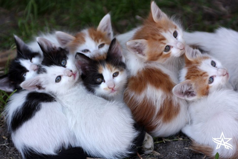 Arlington Animal Services Urges Caution to Residents Finding Kittens and Offers Rearing Advice