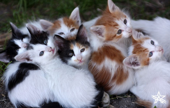 Arlington Animal Services Urges Caution to Residents Finding Kittens and Offers Rearing Advice