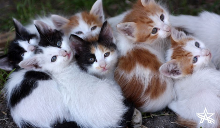 Arlington Animal Services Urges Caution to Residents Finding Kittens and Offers Rearing Advice