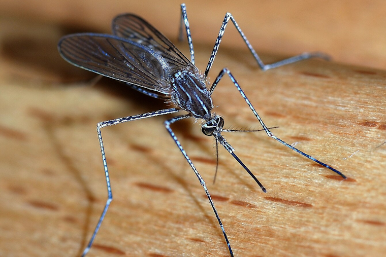 Arlington Rolls Out Mosquito Control Strategy to Tackle Spring Season Pests