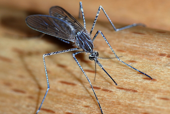 Arlington Rolls Out Mosquito Control Strategy to Tackle Spring Season Pests
