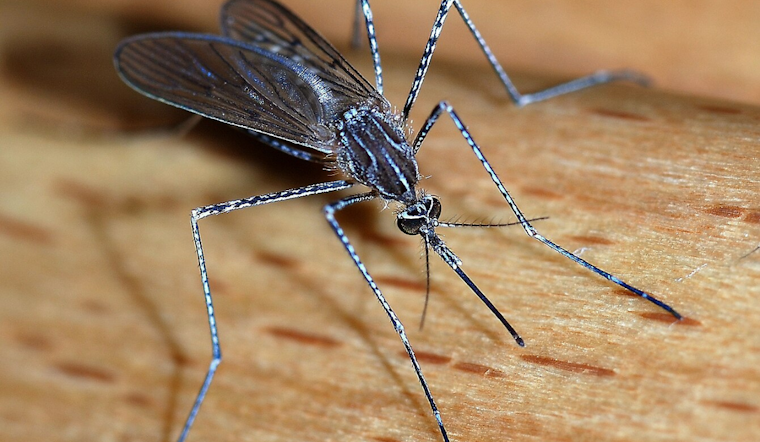 Arlington Rolls Out Mosquito Control Strategy to Tackle Spring Season Pests