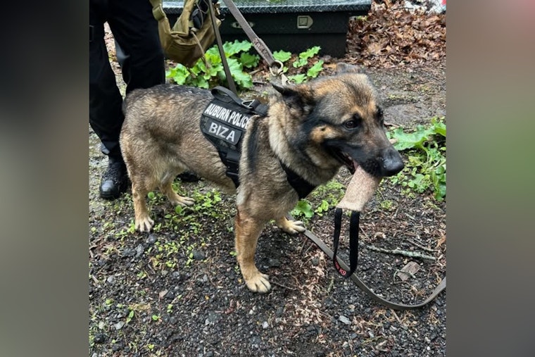 Auburn Authorities Nab Shoplifting Suspect with Aid from Community Tip and K9 Unit