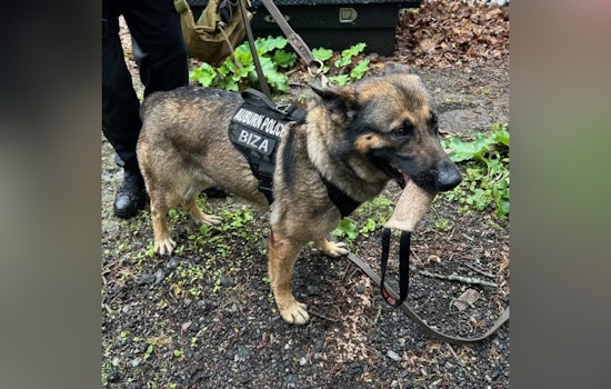 Auburn Authorities Nab Shoplifting Suspect with Aid from Community Tip and K9 Unit