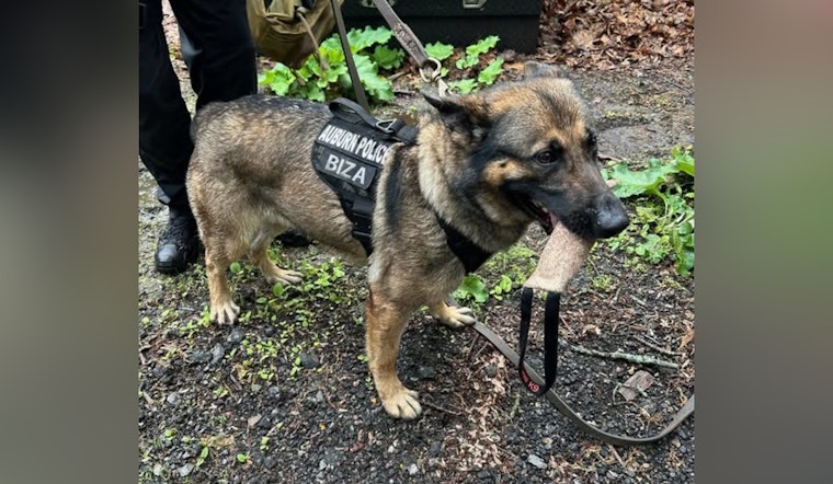 Auburn Authorities Nab Shoplifting Suspect with Aid from Community Tip and K9 Unit