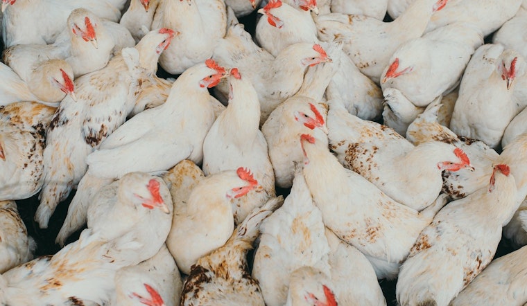 Avian Influenza Outbreak Confirmed at Maricopa County Commercial Farm, Arizona Authorities Implement Quarantine Measures
