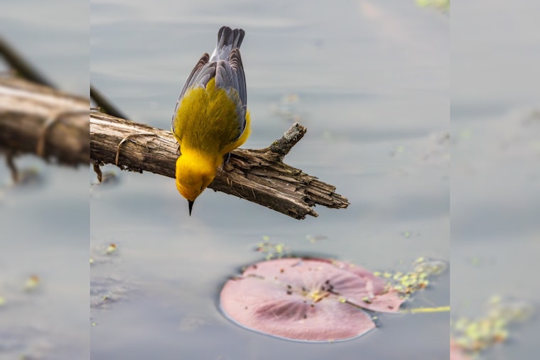 Avian Spectacle Unfolds at Sheldon Marsh State Nature Preserve Near Lake Erie